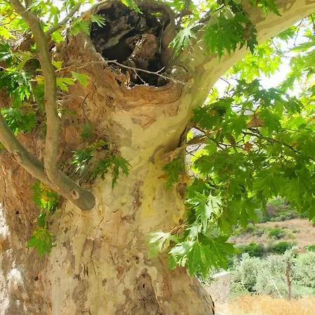 Venkovský dům Petrakis Cretan Homes Kíssamos