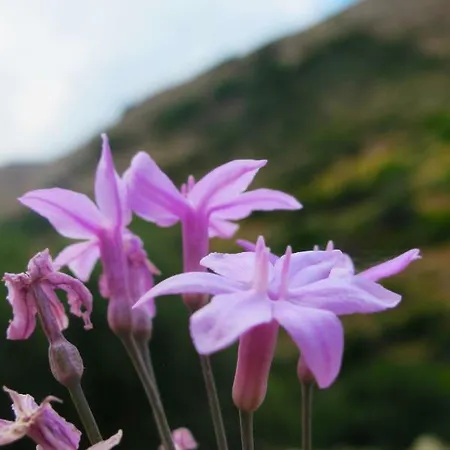 Petrakis Cretan Homes Landsted *